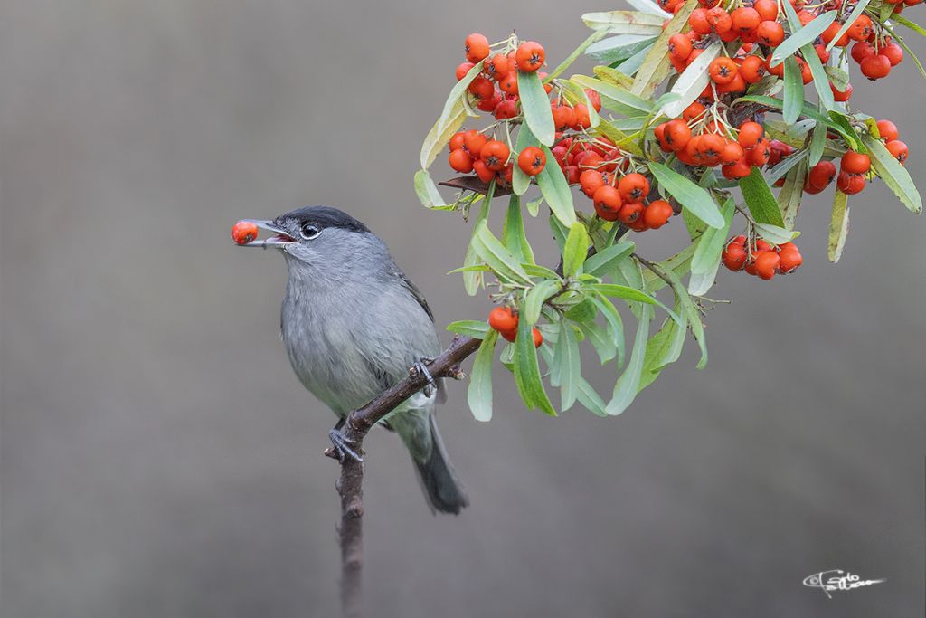 Capinera (Sylvia atricapilla)