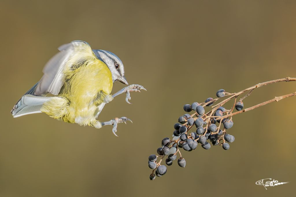 Cinciarella (Cyanistes caeruleus)