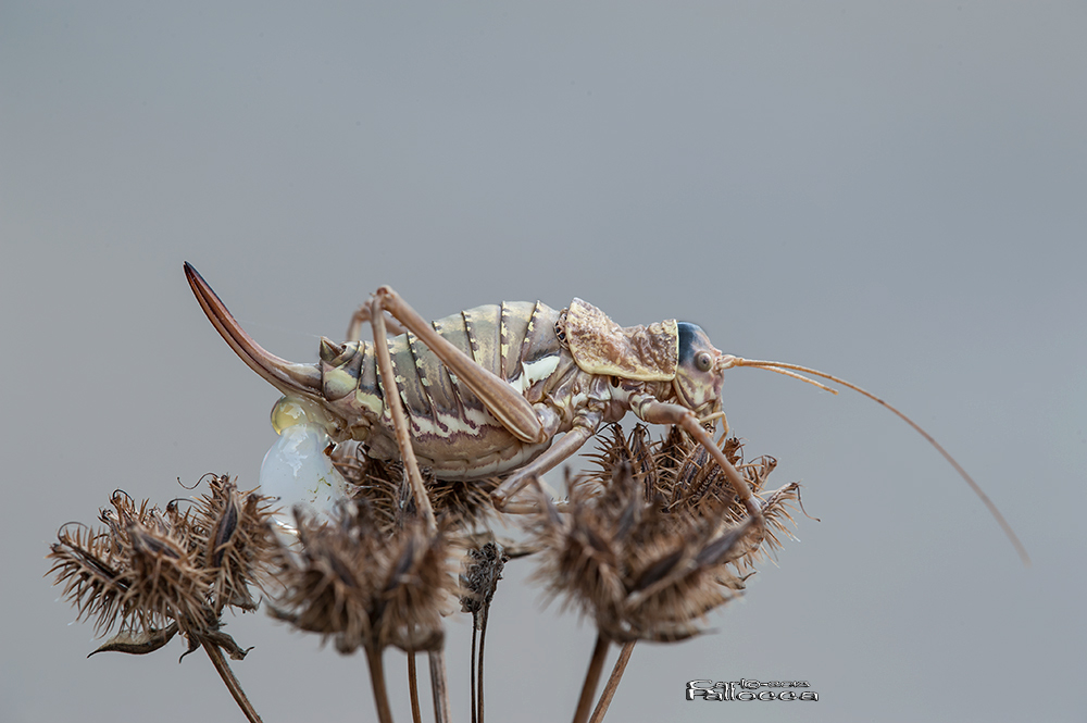 Bolivarius-elegans????... ora Uromenus elegans