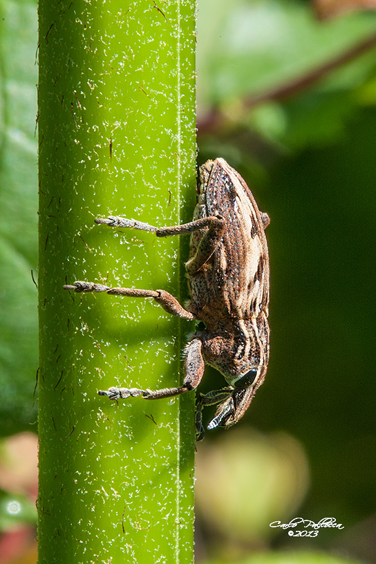 Curculionidae, quale specie? Stephanocleonus pseudobliquus