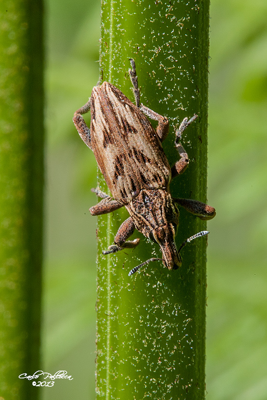 Curculionidae, quale specie? Stephanocleonus pseudobliquus