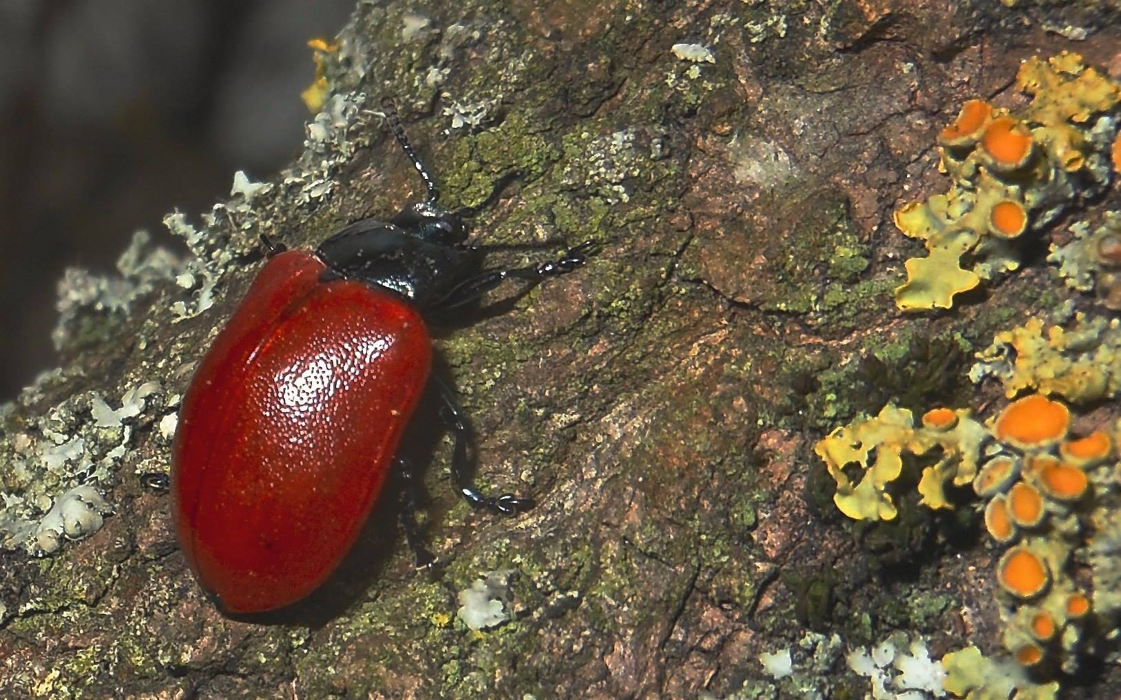 Vivace coleottero sul Ticino: Chrysomela populi