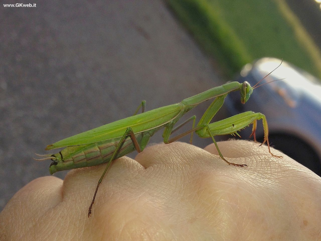 Mantis religiosa di oggi