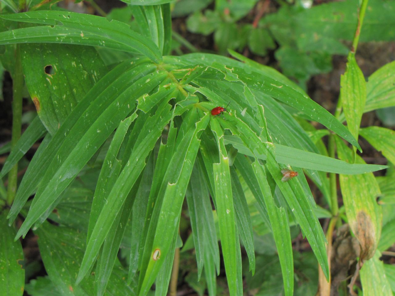 Lilioceris merdigera, Chrysomelidae