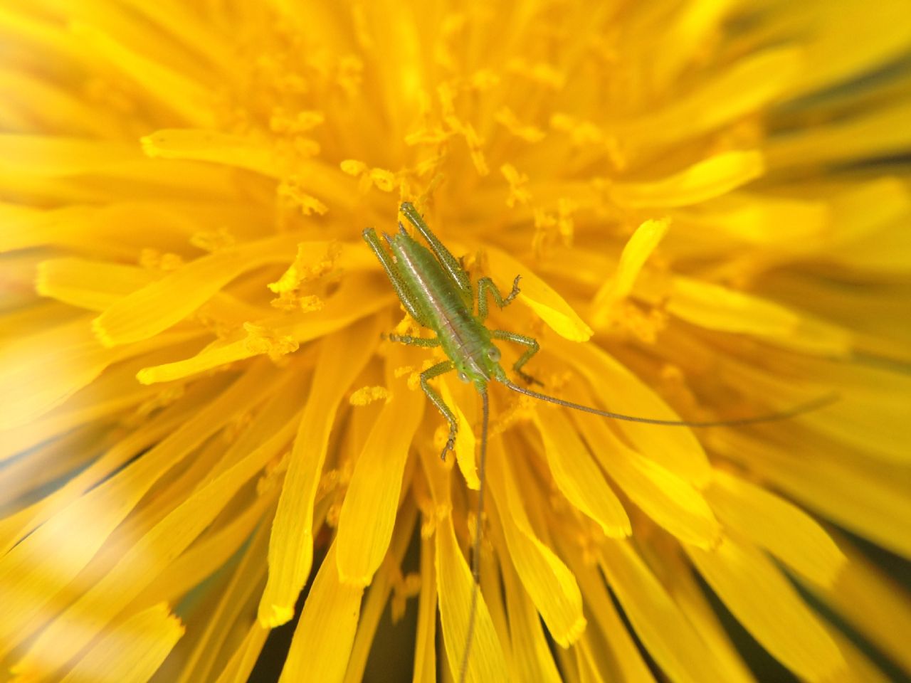 Minuscolo ortottero su un fiore: neanide di Tettigonia viridissima