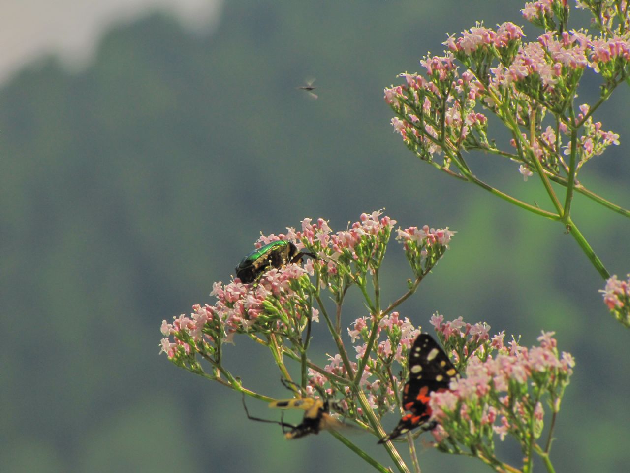 Cetoniidae: Cetonia aurata... molto grande