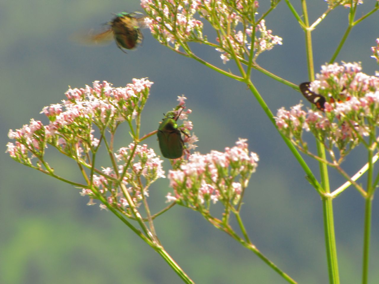 Cetoniidae: Cetonia aurata... molto grande