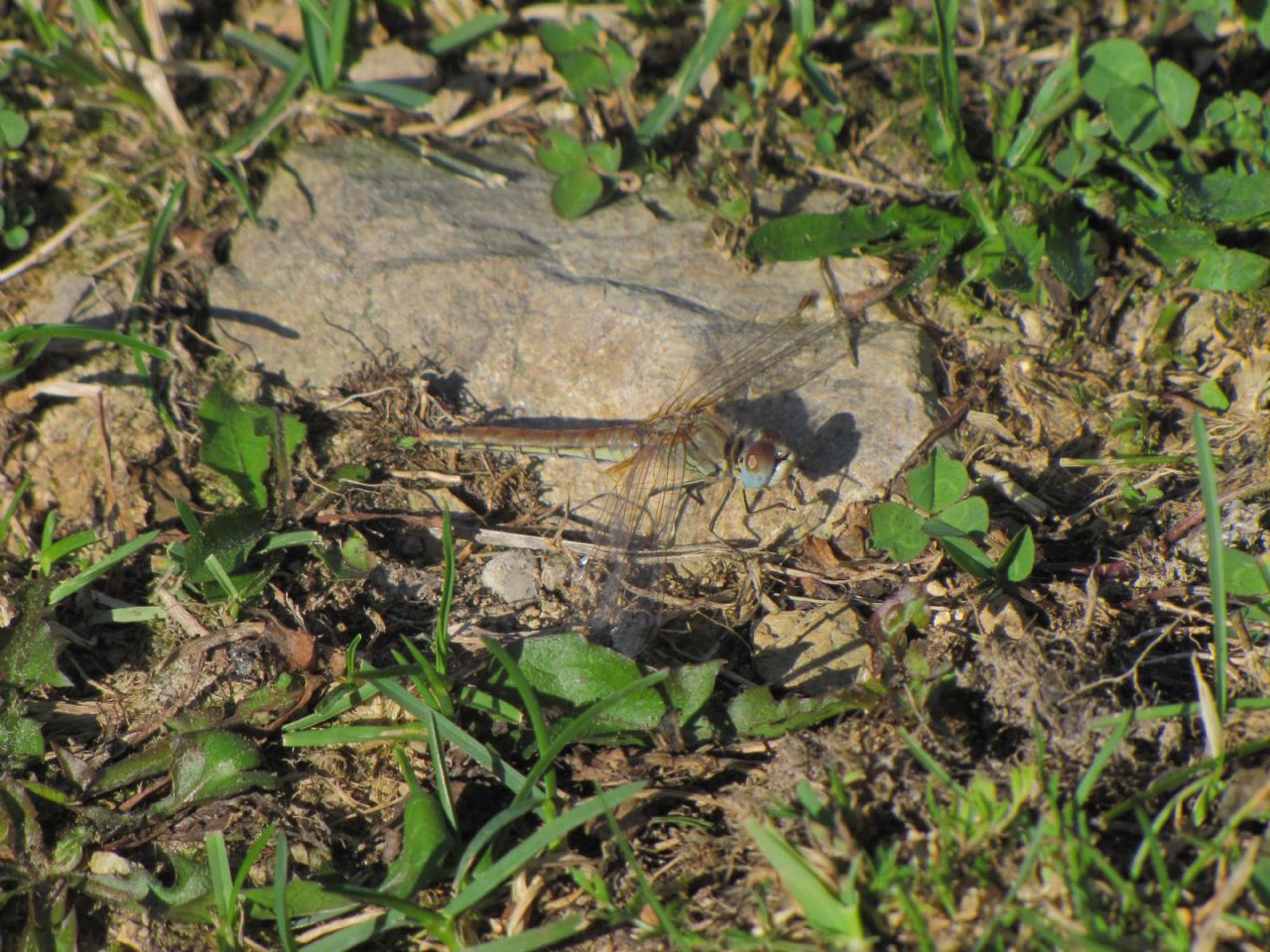 Anisottero sulle Grigne:  Sympetrum fonscolombii, femmina