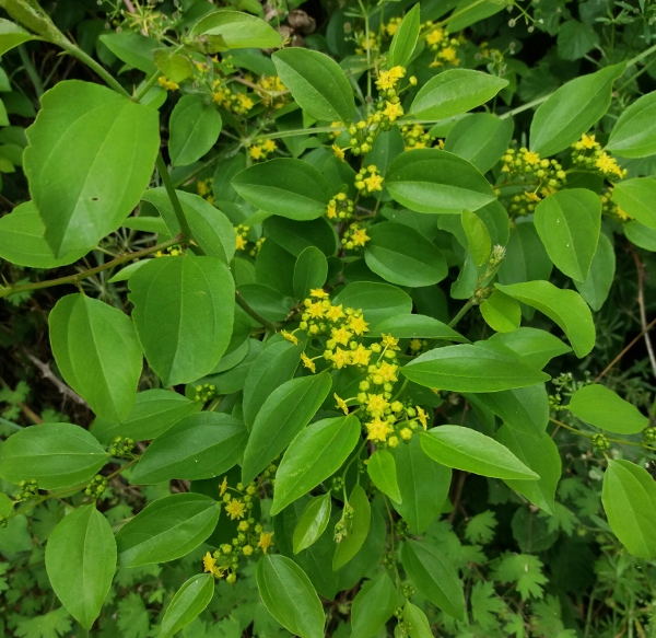 Paliurus spina-christi (Rosales - Rhamnaceae)