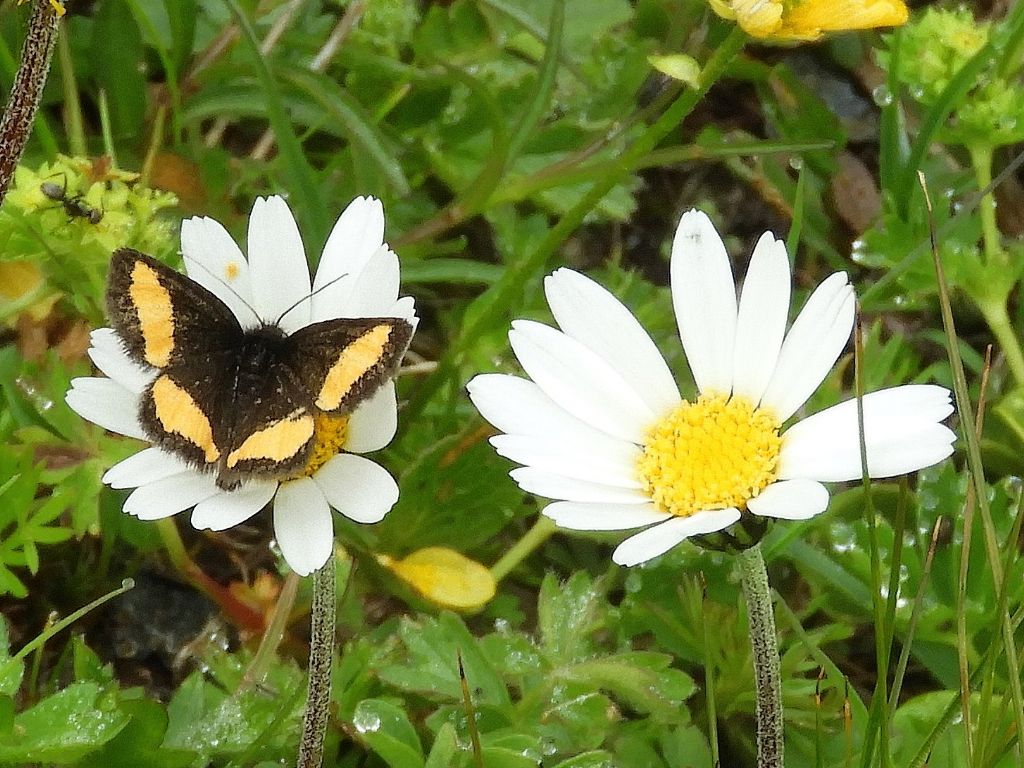 Farfalla scura con macchie color crema - Psodos quadrifaria, Geometridae