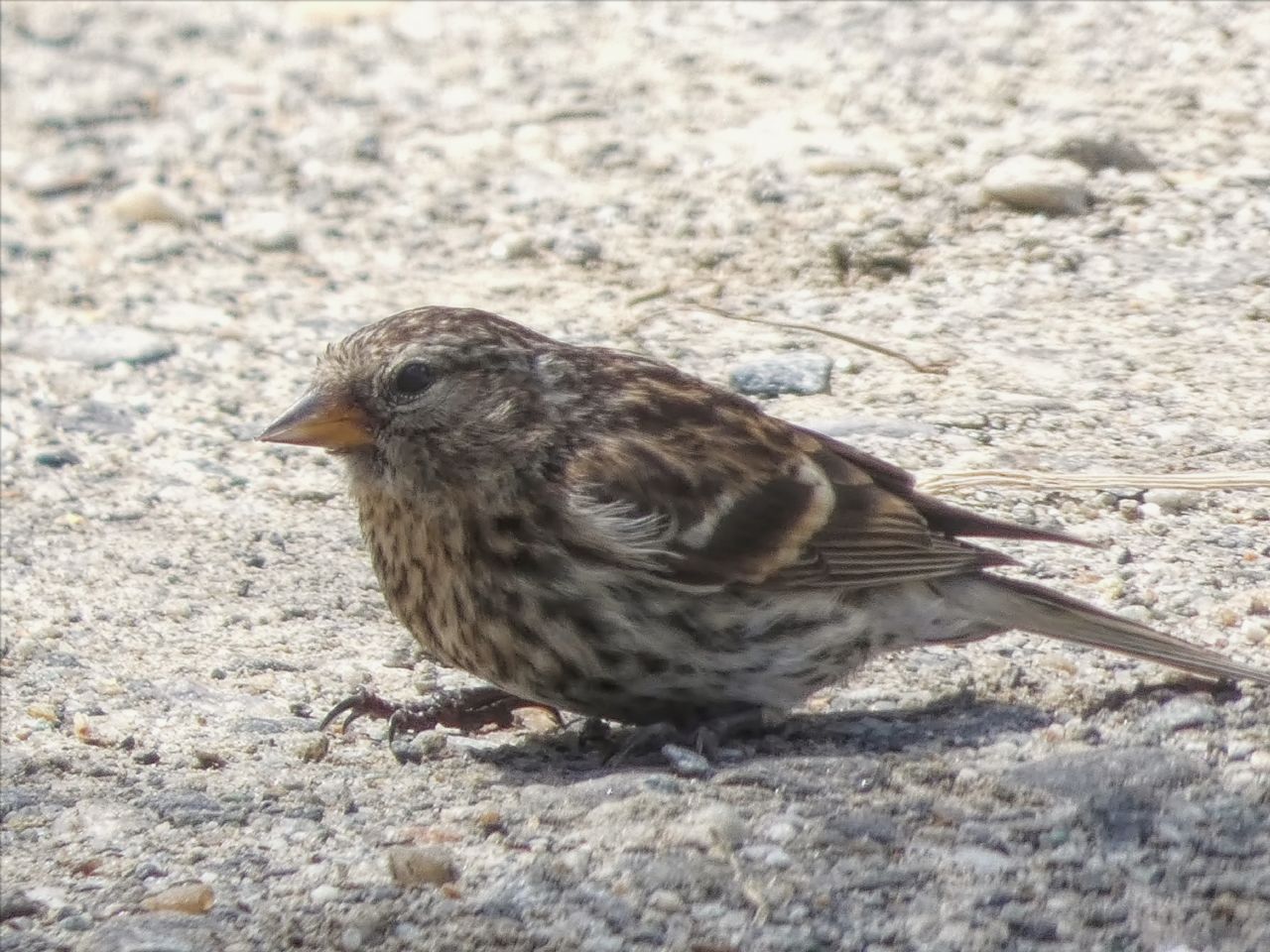 Fringillidae in Valnontey (AO): Organetto (Carduelis flammea)