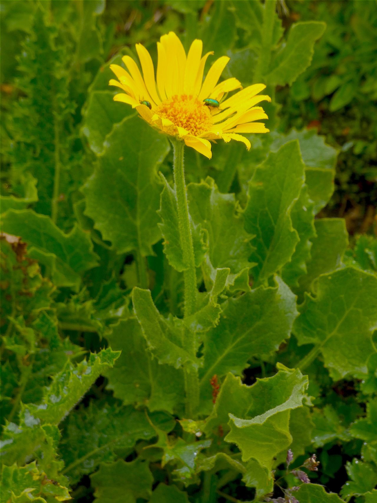 Doronicum grandiflorum