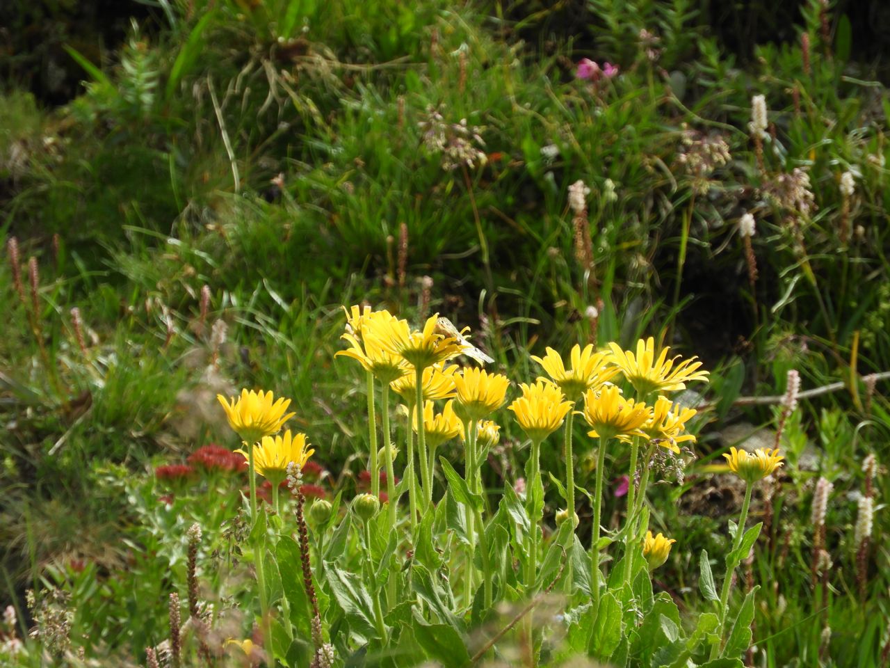Doronicum grandiflorum