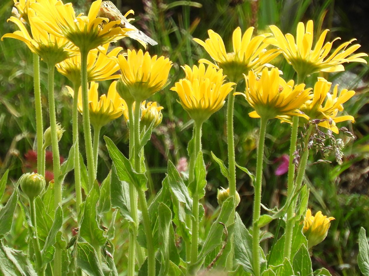 Doronicum grandiflorum