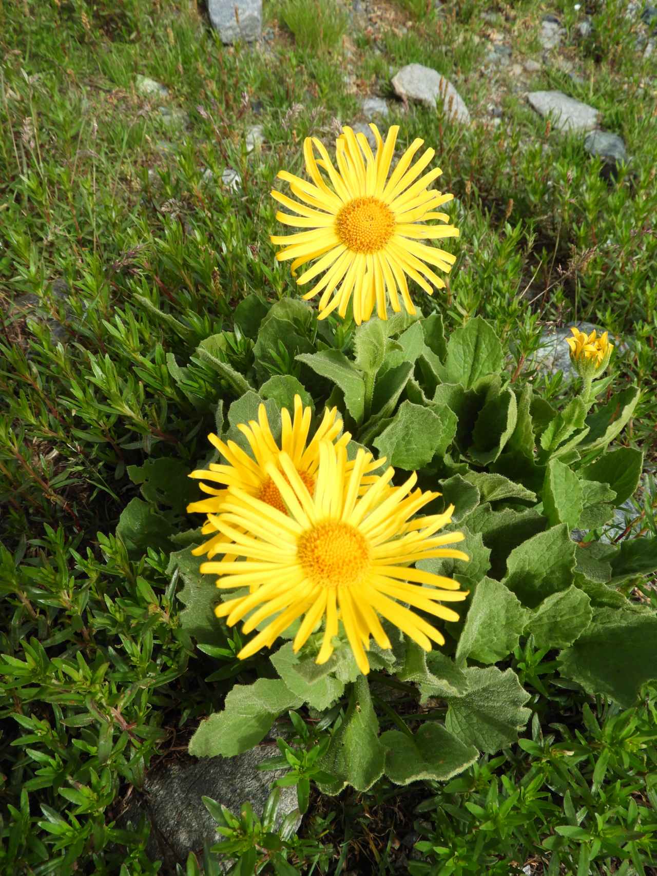 Doronicum grandiflorum