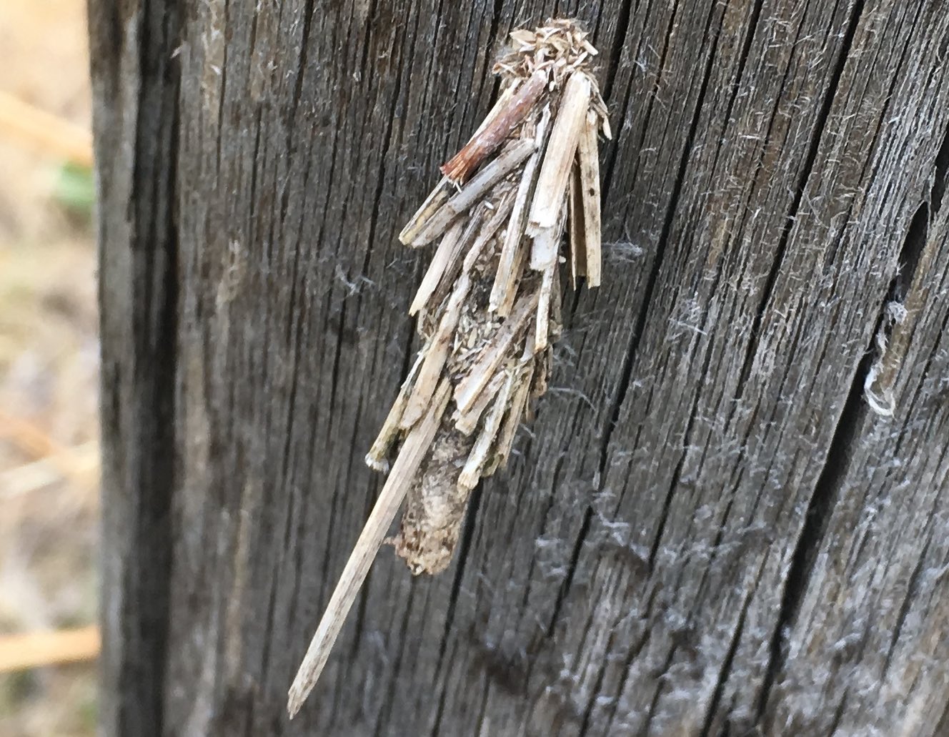 Grosso Psychidae alpino