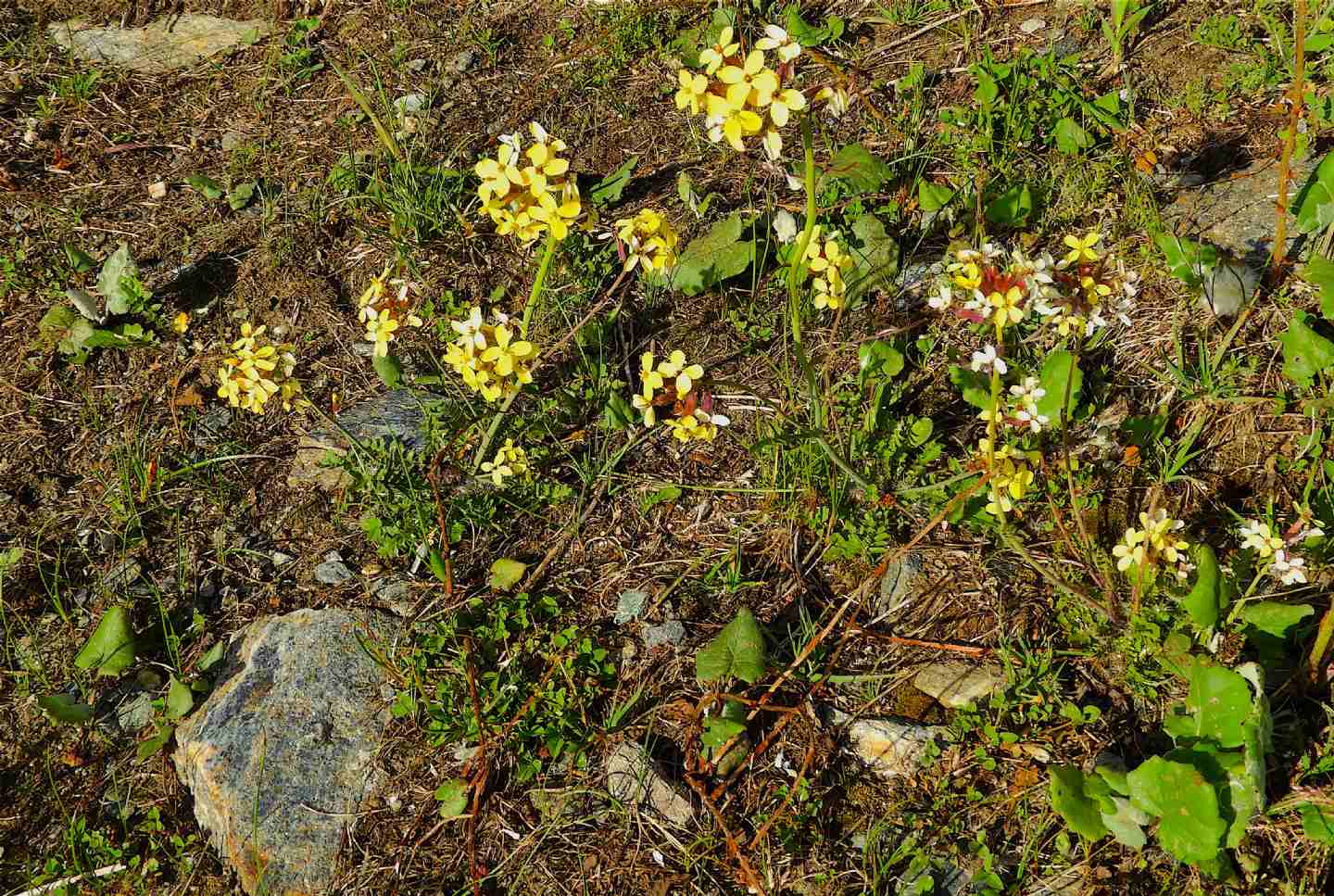 Erucastrum nasturtiifolium vs. Coincya monensis ssp. cheiranthos