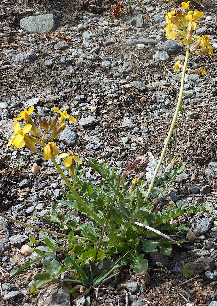 Erucastrum nasturtiifolium vs. Coincya monensis ssp. cheiranthos