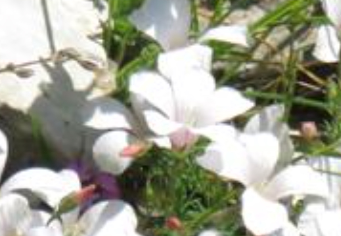 Linum cfr. suffruticosum