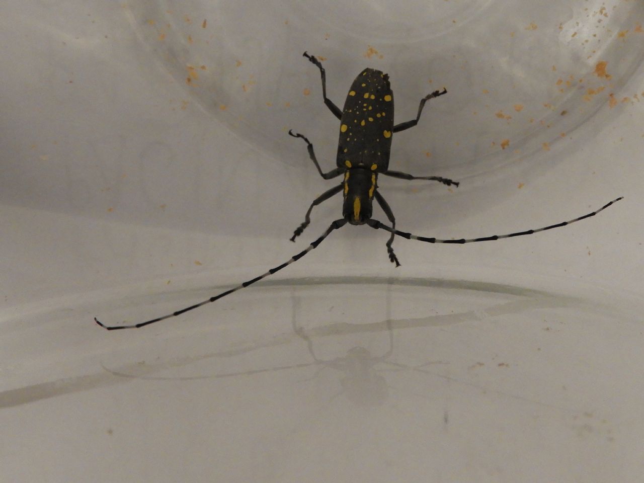 Cerambycidae : Psacothea hilaris a Sesto San Giovanni (MI)