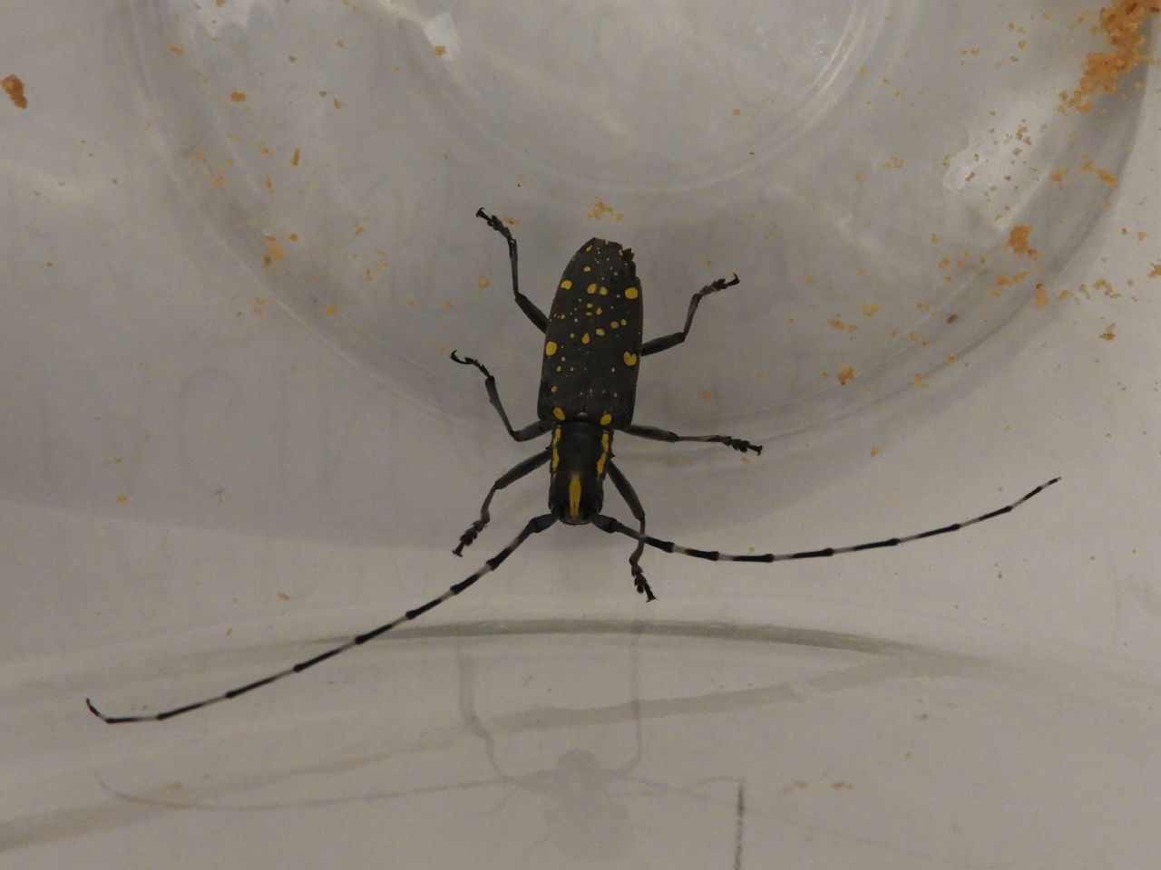Cerambycidae : Psacothea hilaris a Sesto San Giovanni (MI)