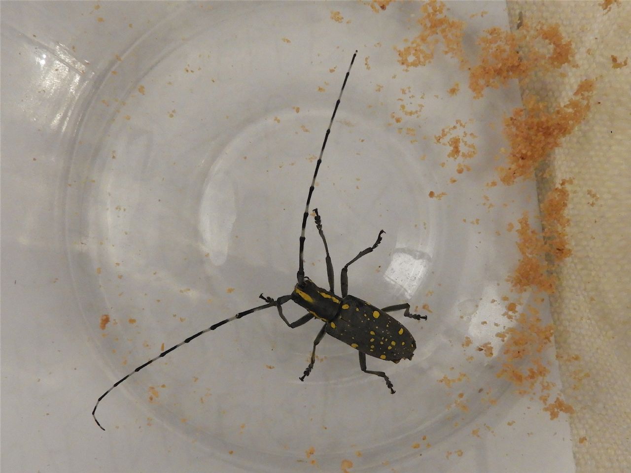 Cerambycidae : Psacothea hilaris a Sesto San Giovanni (MI)