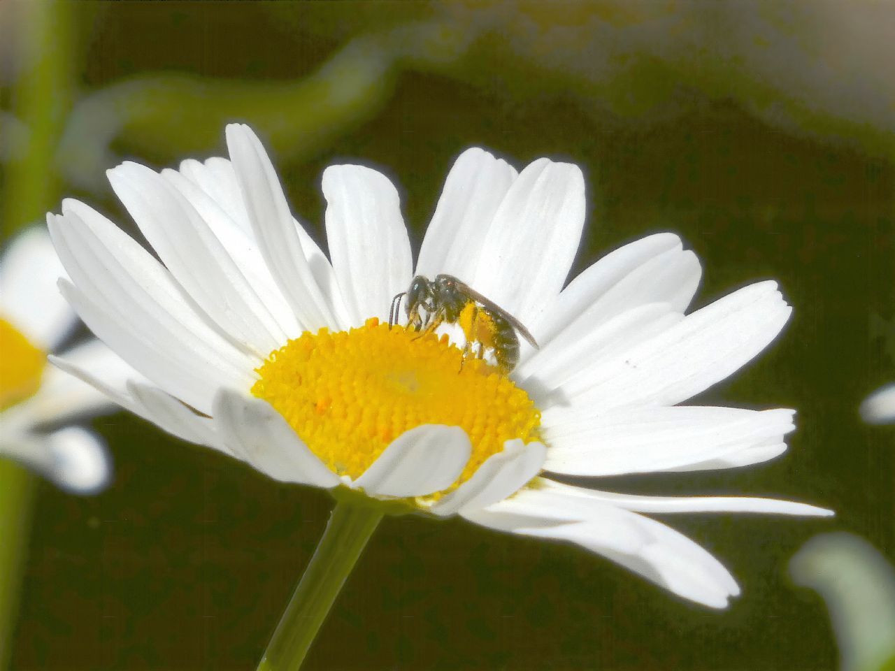 Lasioglossum sp. ♀  (Apidae Halictinae) e Hylaeus sp. ♂ (Apidae Colletinae)