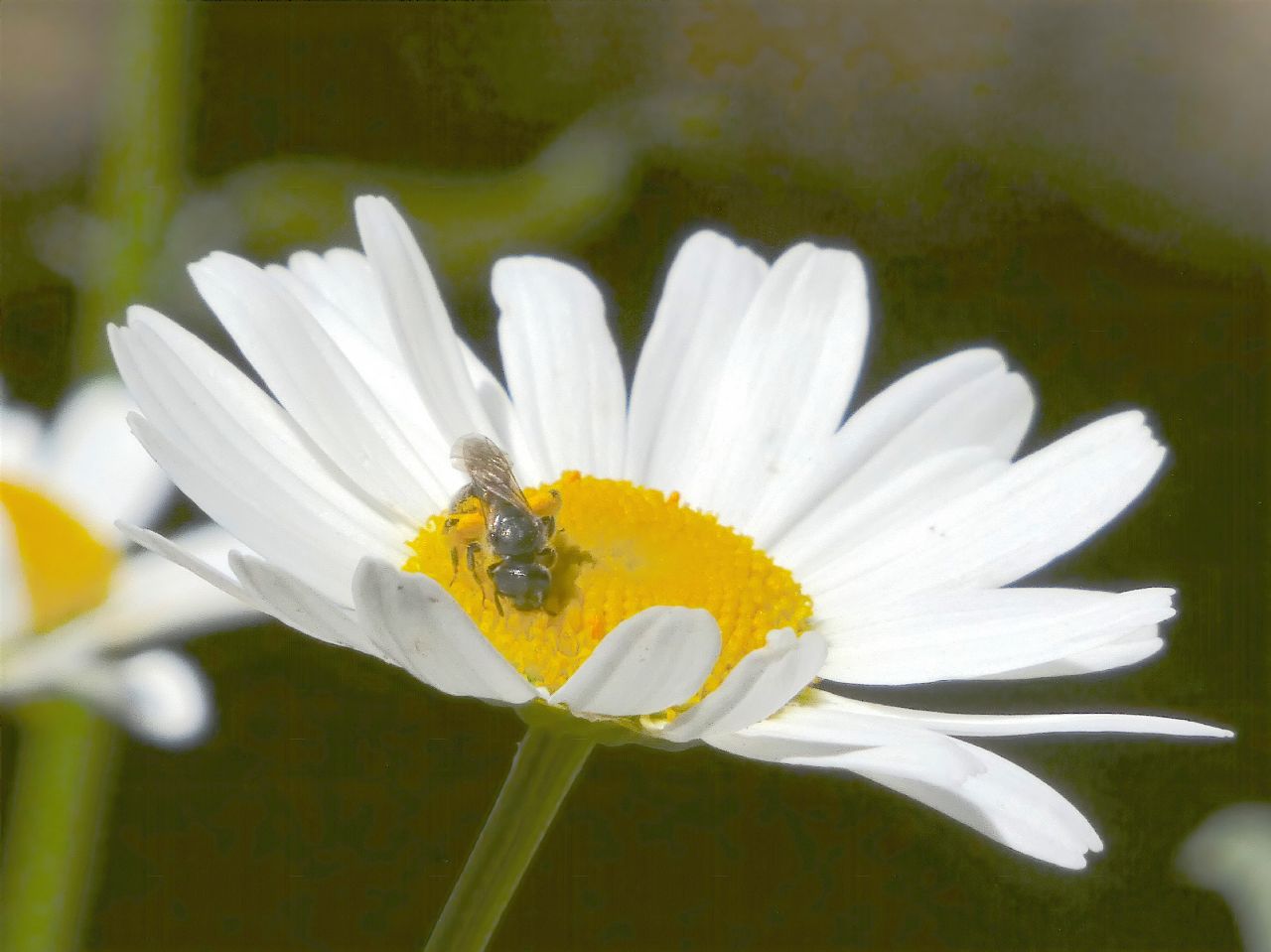 Lasioglossum sp. ♀  (Apidae Halictinae) e Hylaeus sp. ♂ (Apidae Colletinae)