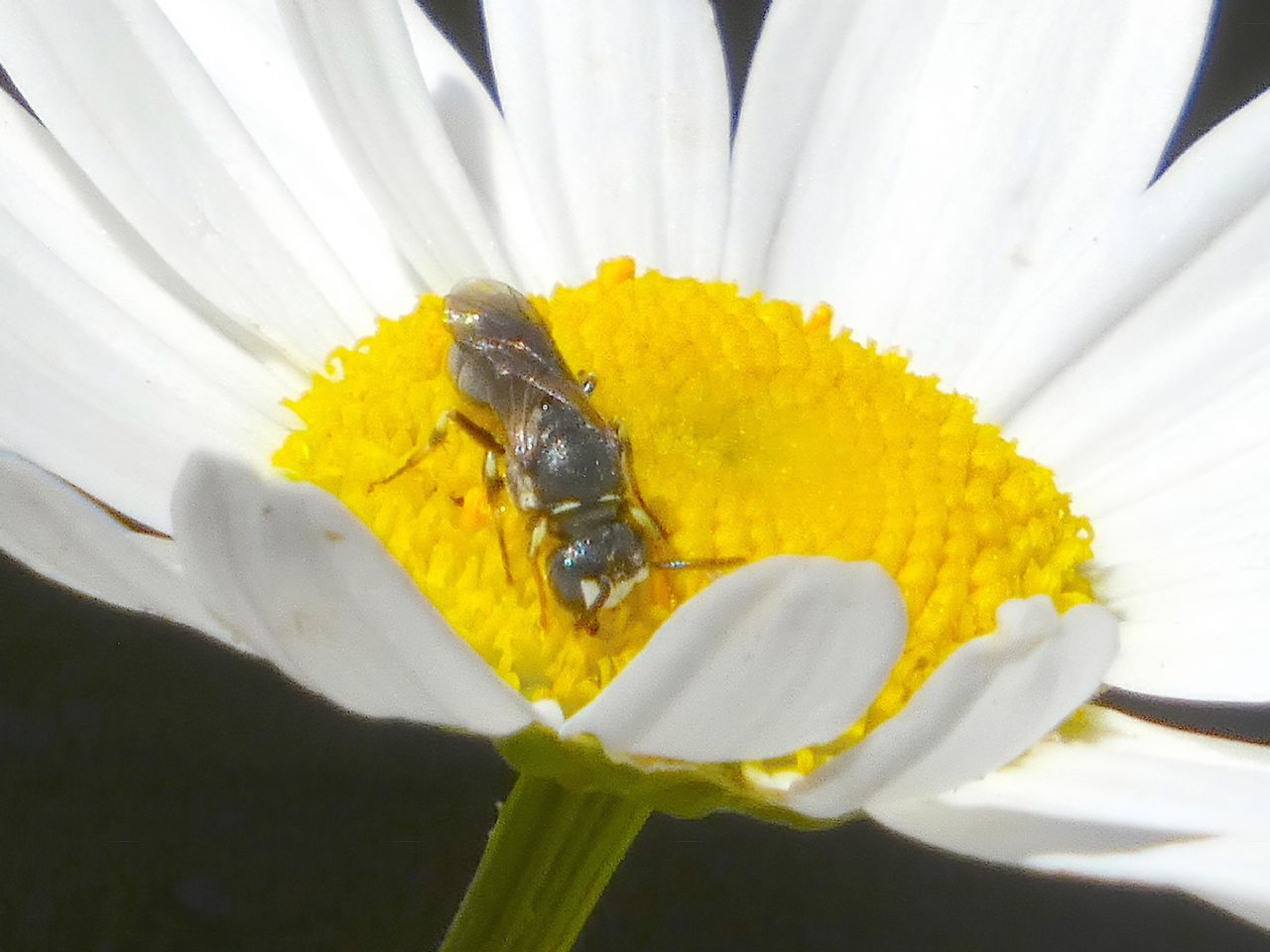 Lasioglossum sp. ♀  (Apidae Halictinae) e Hylaeus sp. ♂ (Apidae Colletinae)