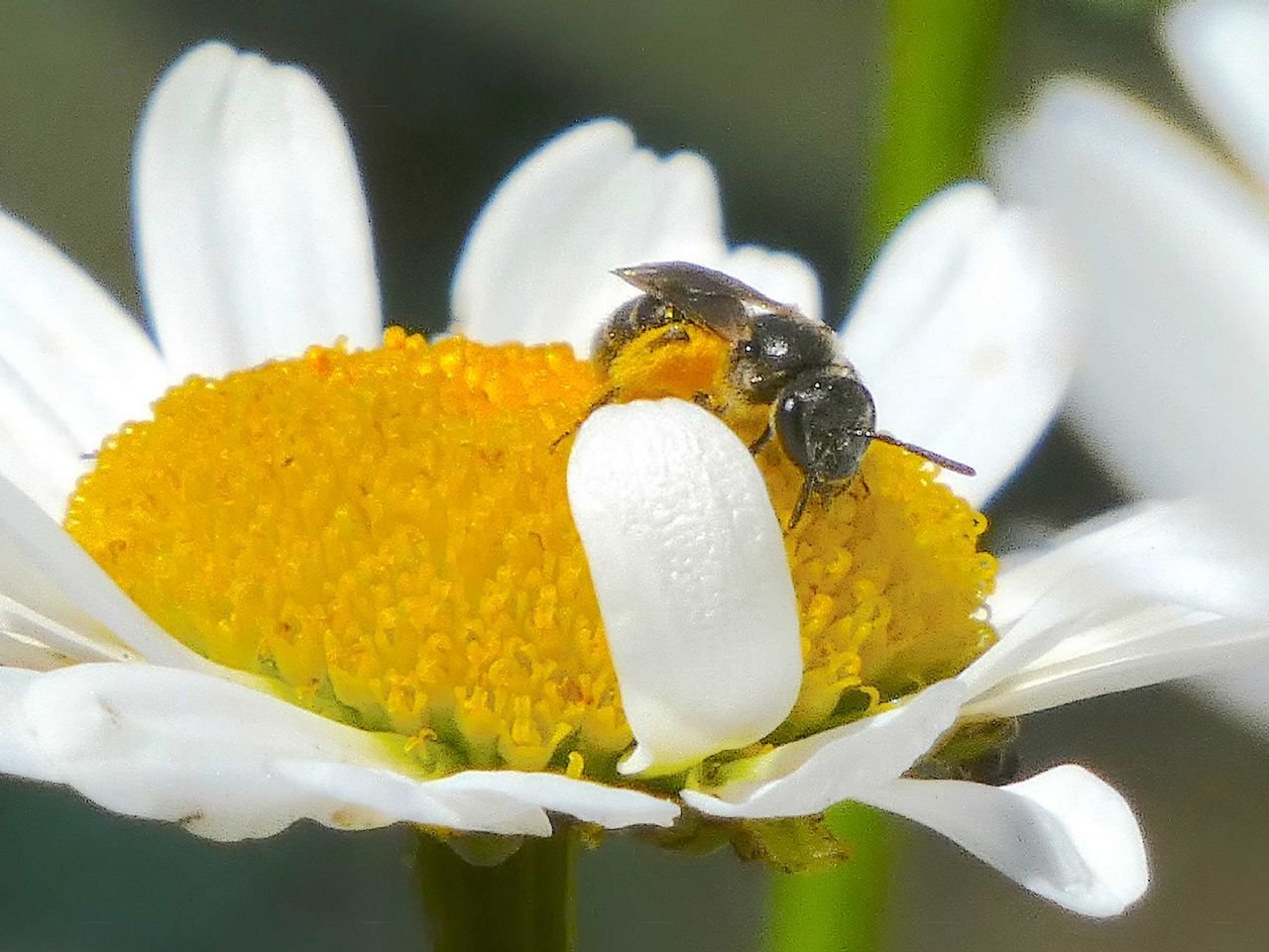 Lasioglossum sp. ♀  (Apidae Halictinae) e Hylaeus sp. ♂ (Apidae Colletinae)