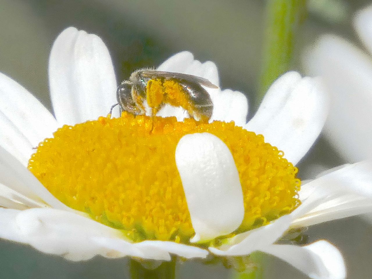 Lasioglossum sp. ♀  (Apidae Halictinae) e Hylaeus sp. ♂ (Apidae Colletinae)