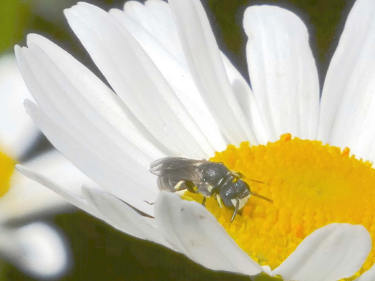 Lasioglossum sp. ♀  (Apidae Halictinae) e Hylaeus sp. ♂ (Apidae Colletinae)