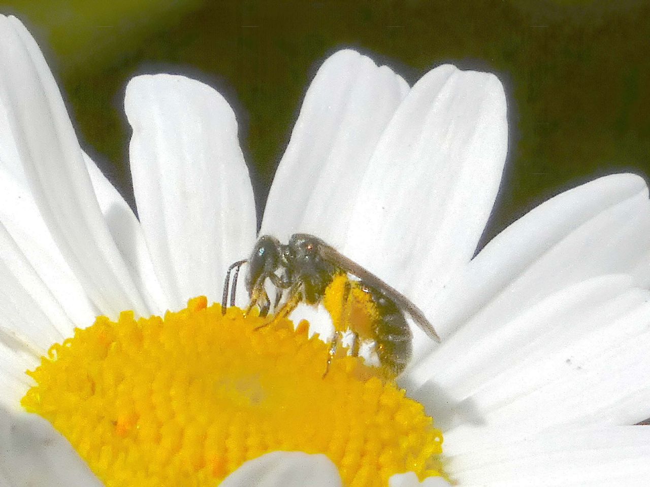 Lasioglossum sp. ♀  (Apidae Halictinae) e Hylaeus sp. ♂ (Apidae Colletinae)