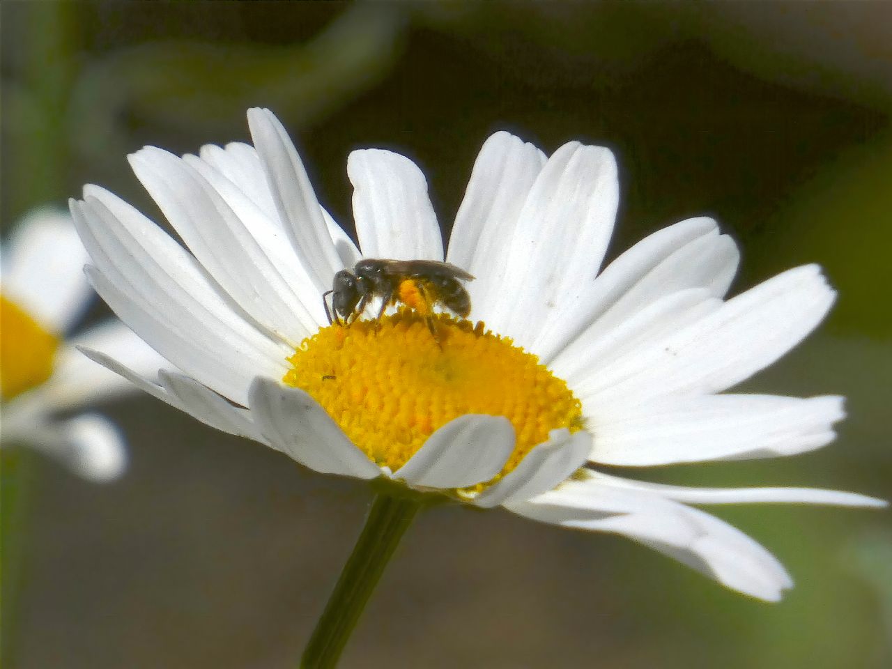 Lasioglossum sp. ♀  (Apidae Halictinae) e Hylaeus sp. ♂ (Apidae Colletinae)