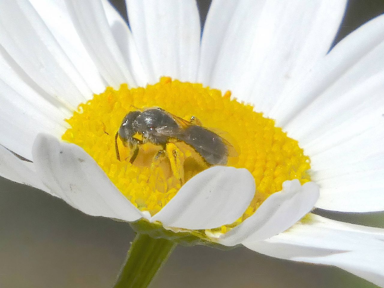 Lasioglossum sp. ♀  (Apidae Halictinae) e Hylaeus sp. ♂ (Apidae Colletinae)