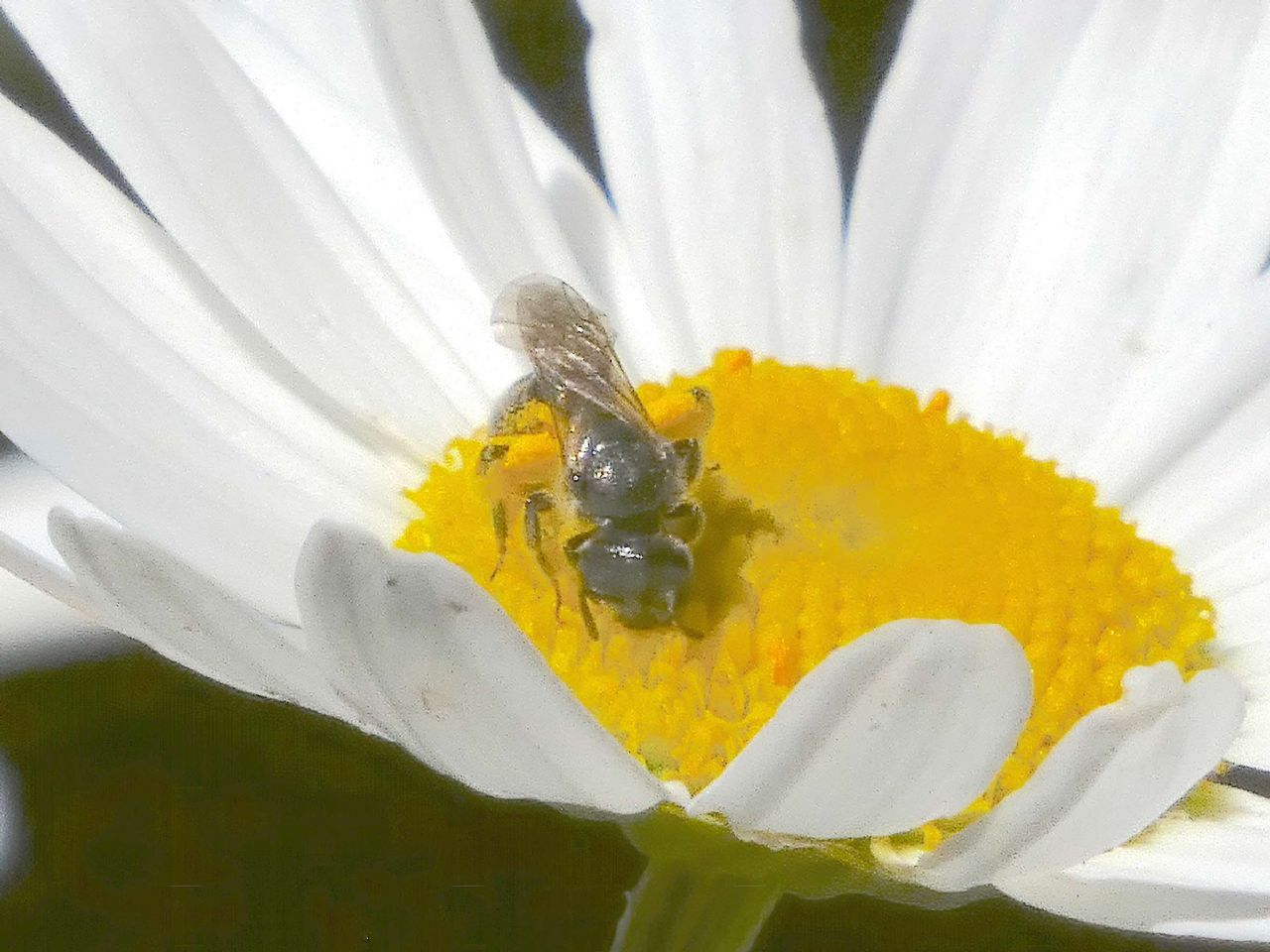 Lasioglossum sp. ♀  (Apidae Halictinae) e Hylaeus sp. ♂ (Apidae Colletinae)