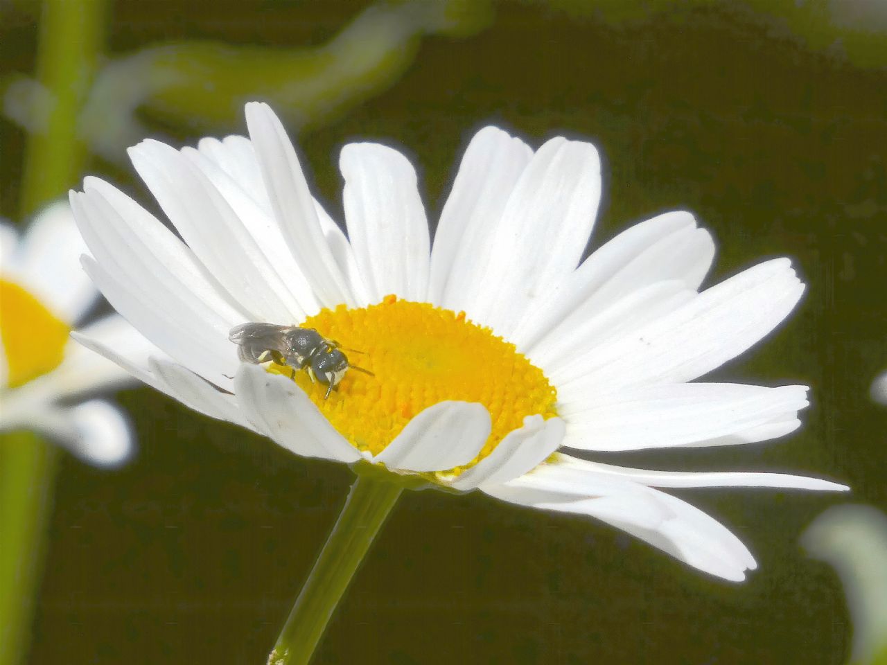 Lasioglossum sp. ♀  (Apidae Halictinae) e Hylaeus sp. ♂ (Apidae Colletinae)