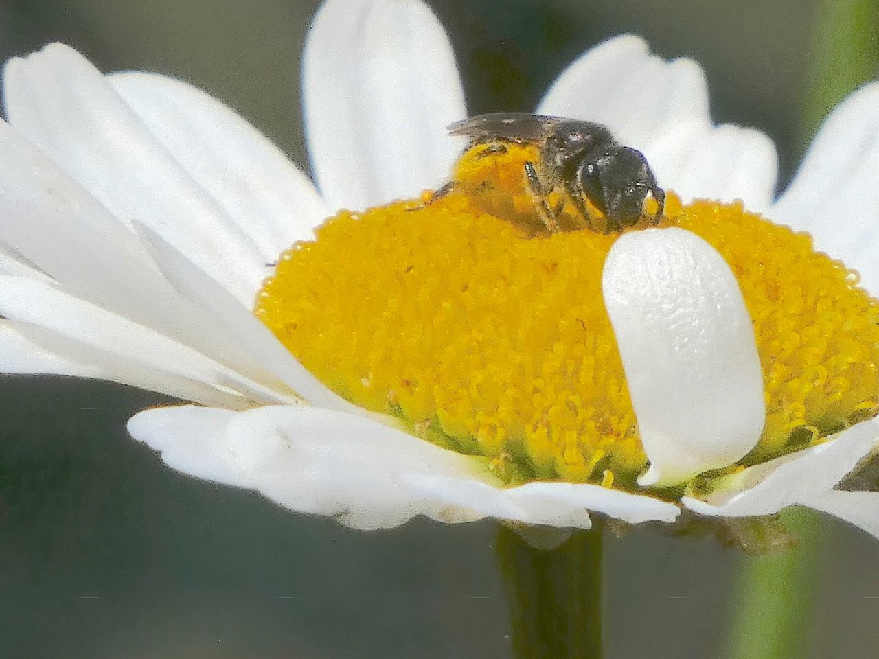 Lasioglossum sp. ♀  (Apidae Halictinae) e Hylaeus sp. ♂ (Apidae Colletinae)