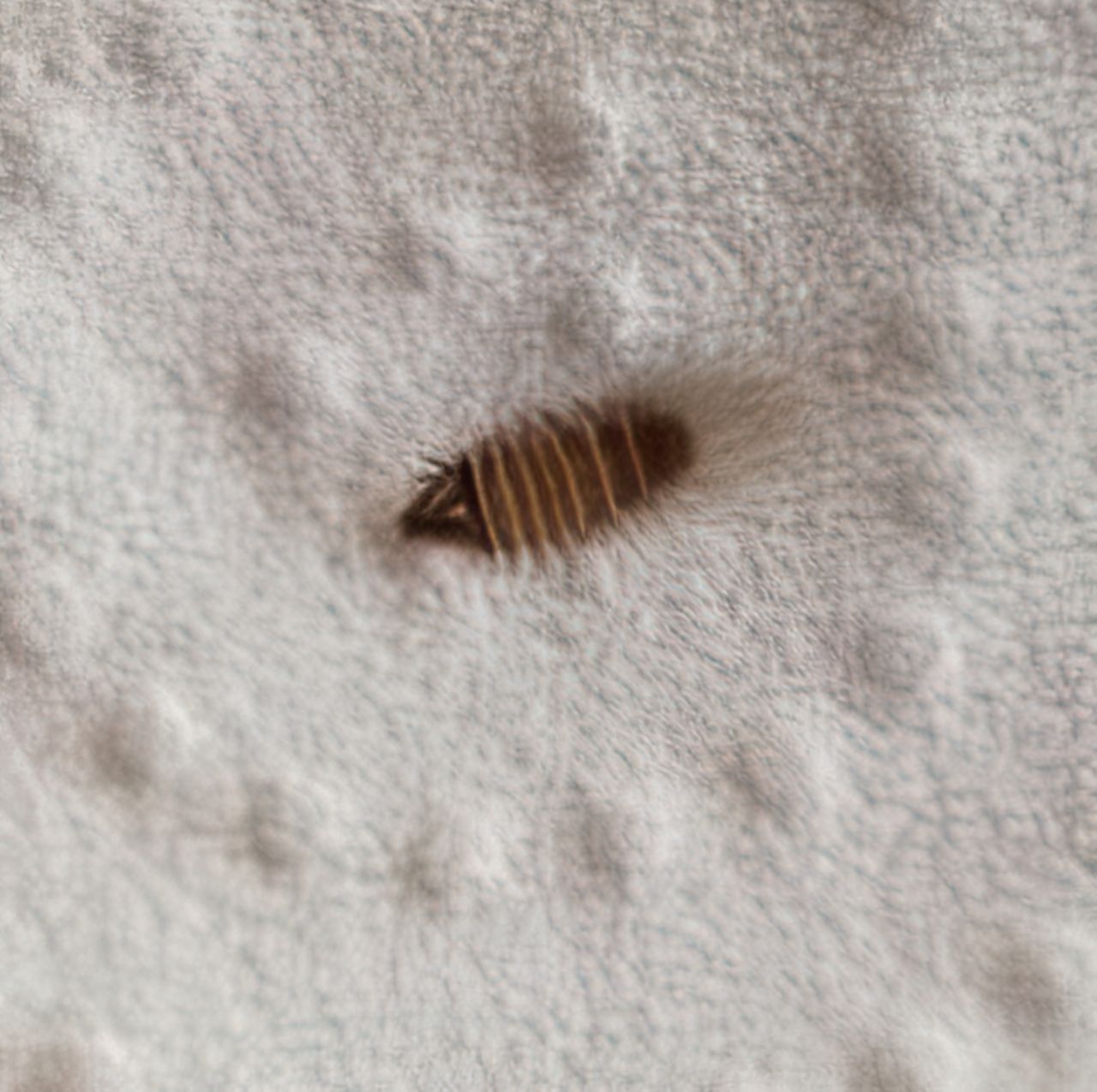 Info insetto cucina: larva di Dermestidae, Anthrenus sp.