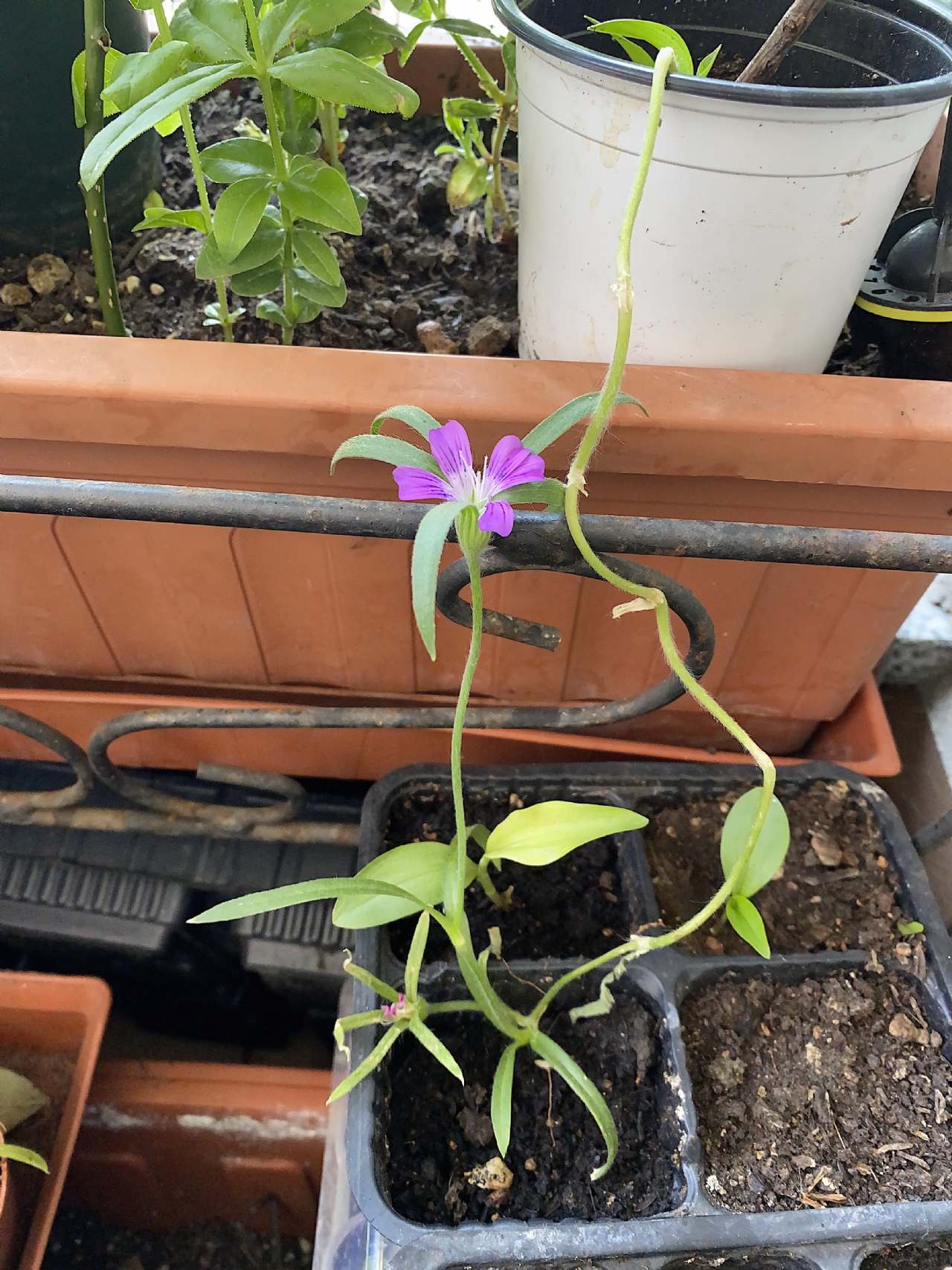 Gittaione? (Spontanea casuale in vaso) S, gittaione (Agrostemma githago)