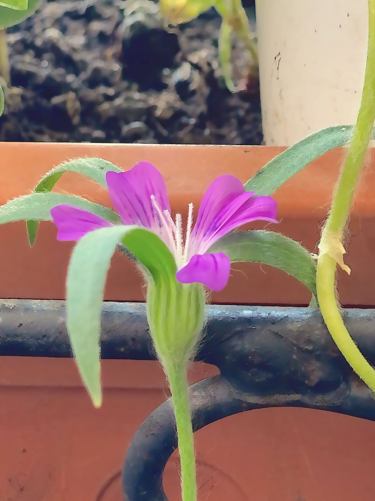 Gittaione? (Spontanea casuale in vaso) S, gittaione (Agrostemma githago)