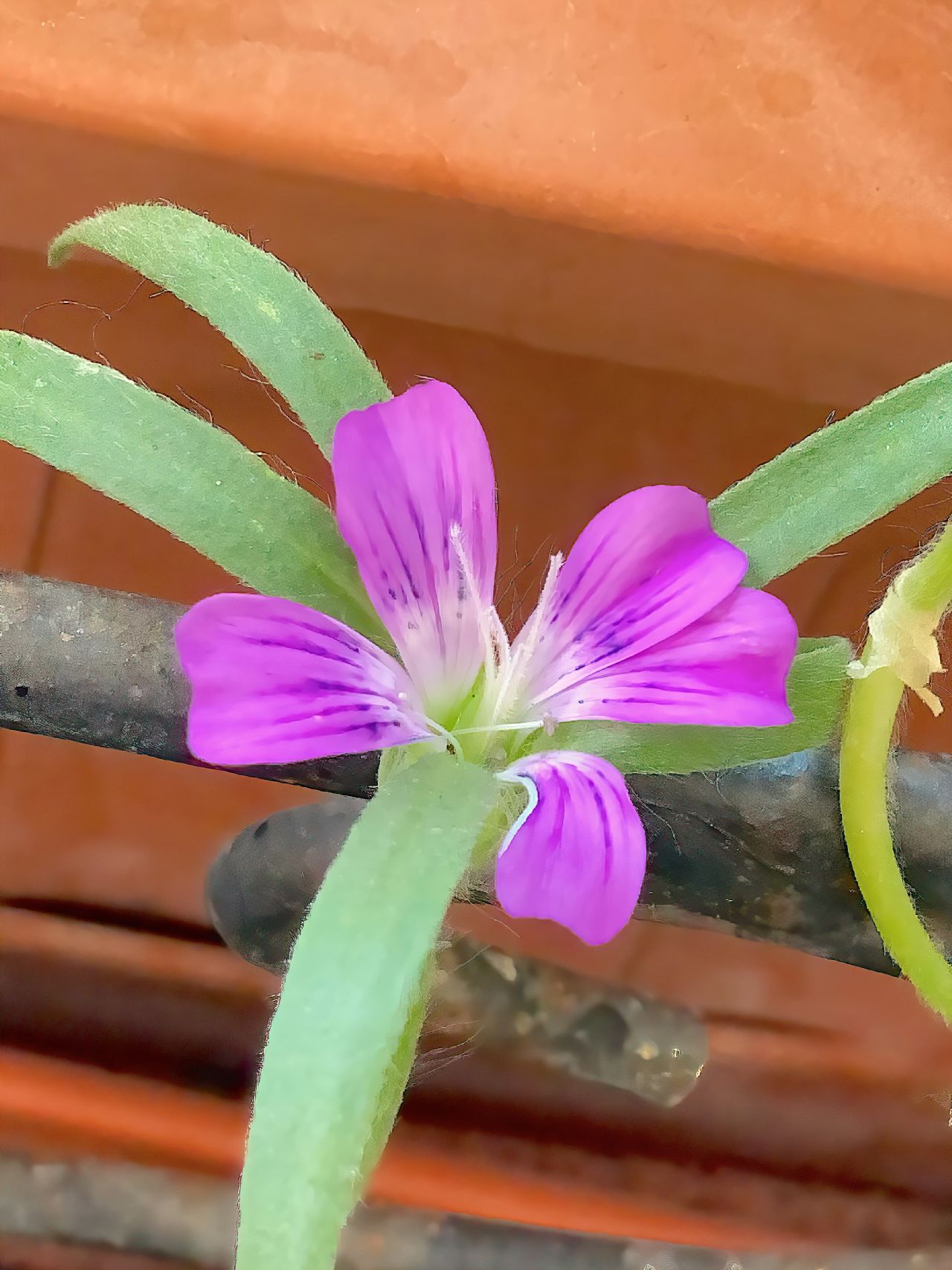 Gittaione? (Spontanea casuale in vaso) S, gittaione (Agrostemma githago)