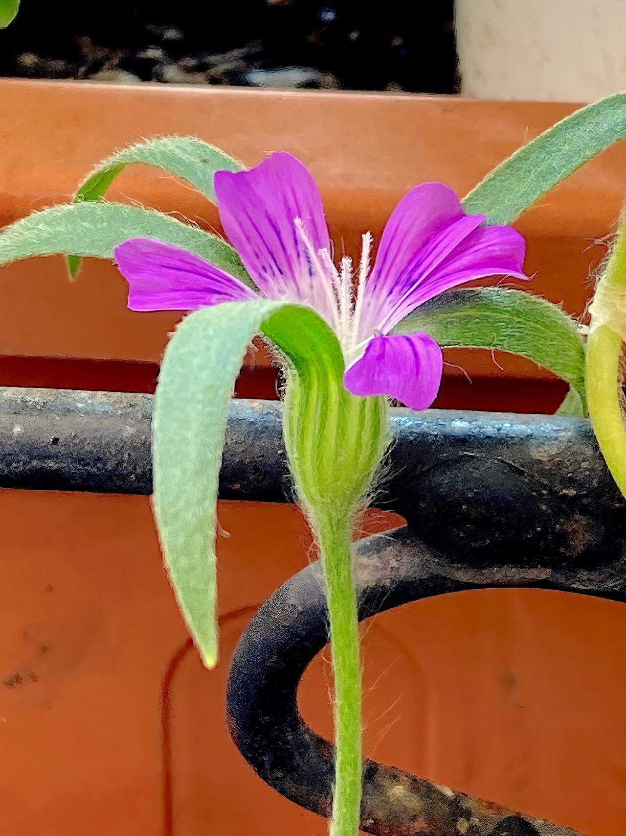 Gittaione? (Spontanea casuale in vaso) S, gittaione (Agrostemma githago)