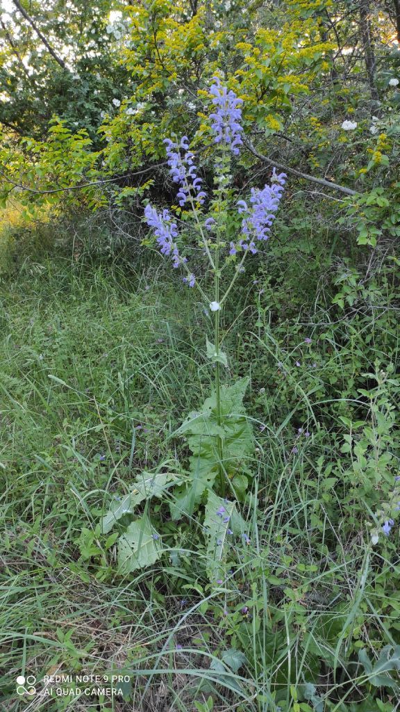 Salvia pratensis