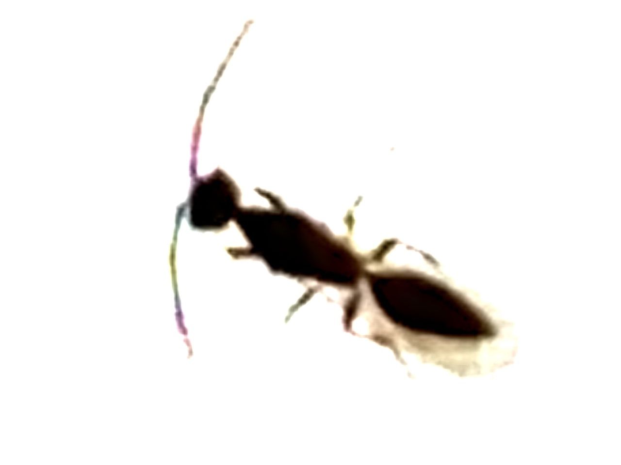 Minuscolo imenottero (pessima foto): cfr. Bethylidae