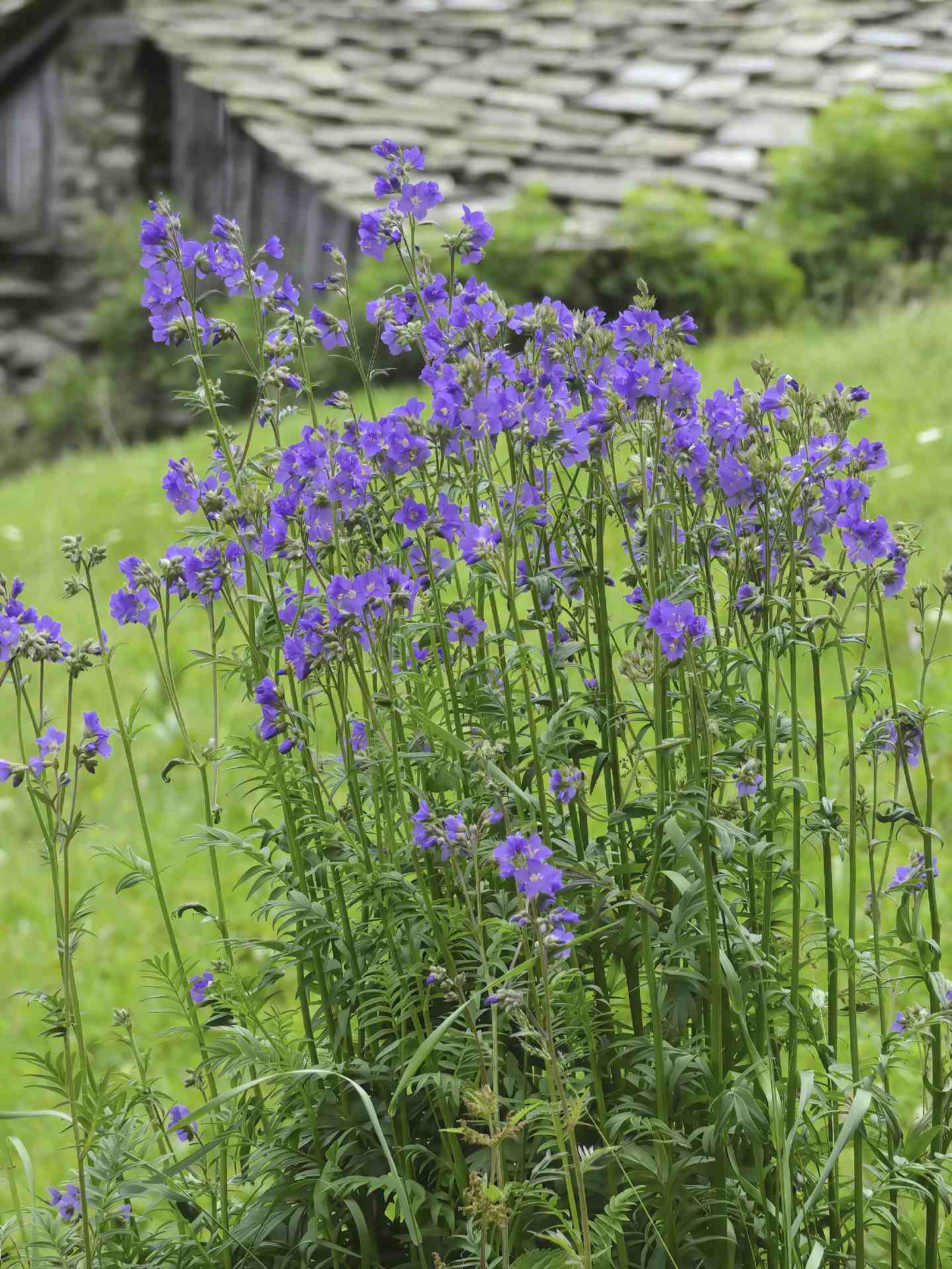 Polemonium caeruleum