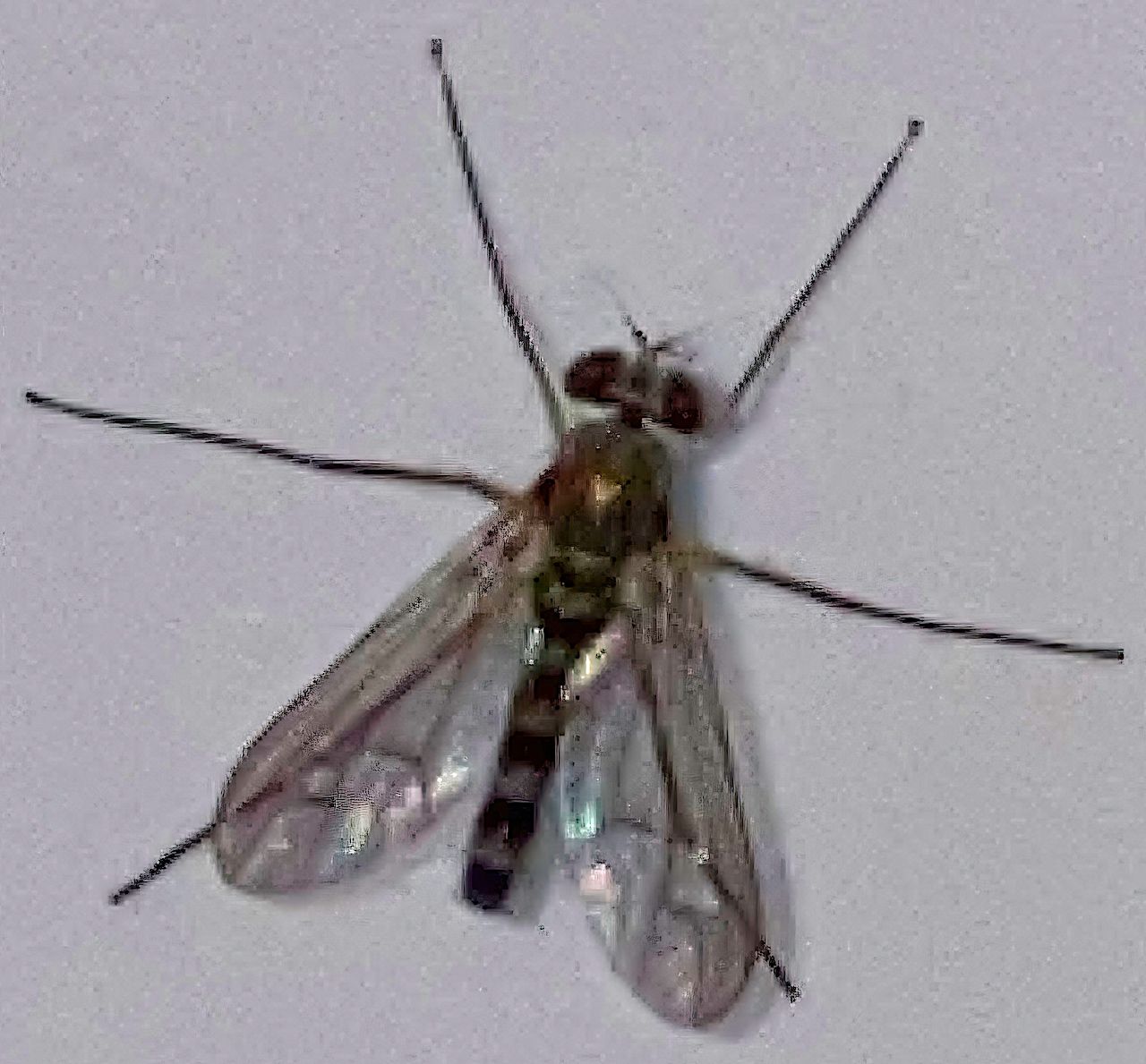 Dolichopodidae: Sciapus sp.
