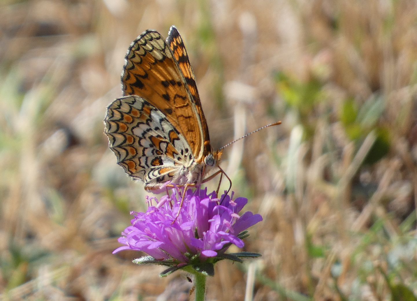 Melitaea? S Melitaea phoebe