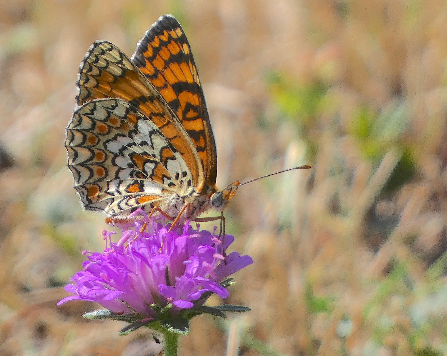 Melitaea? S Melitaea phoebe