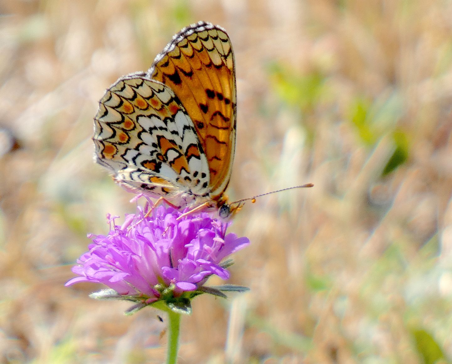 Melitaea? S Melitaea phoebe